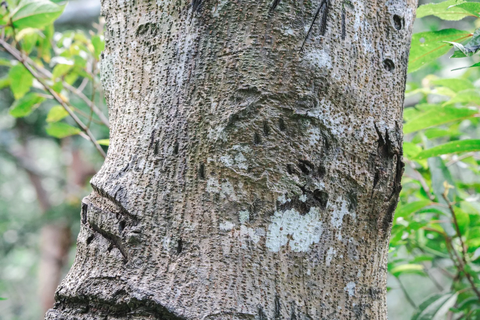 黑熊上下「熊樹」留下的爪痕。玉管處提供