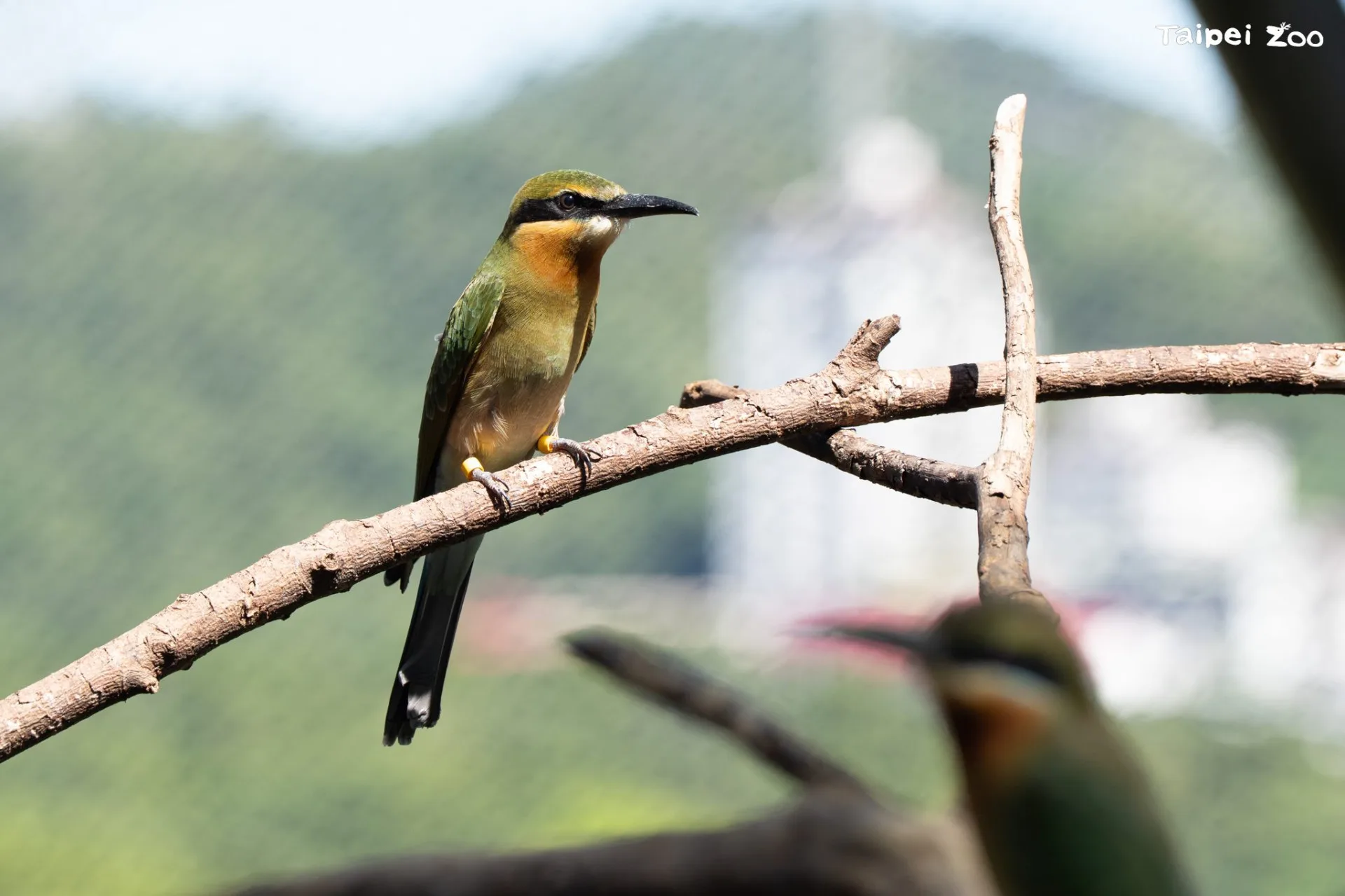 臺北市立動物園穿山甲館的栗喉蜂虎首次在館內成功自然繁殖及育幼。臺北市立動物園提供