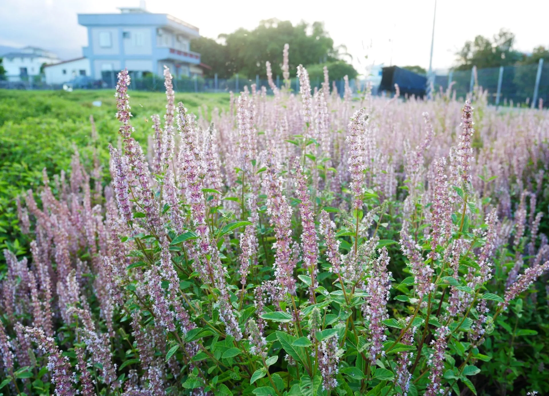 仙草「花蓮2號─仙靚」,早花,耐澇又耐旱、生長勢強,產量高出市售品種4成。花蓮區農業改良場提供