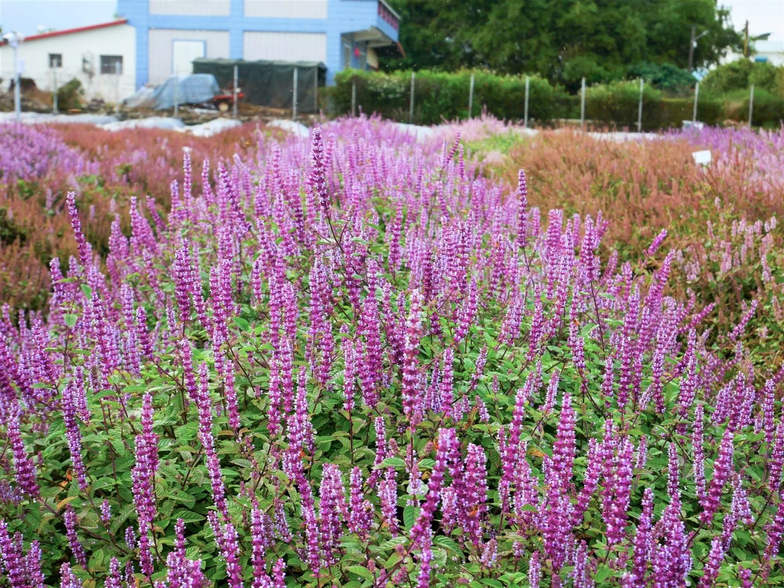 仙草「花蓮3號─仙紫」,花朵觀賞性佳,機能性成分抗氧化活性比市售品種高63%,總類黃酮也高出30%。花蓮區農業改良場提供