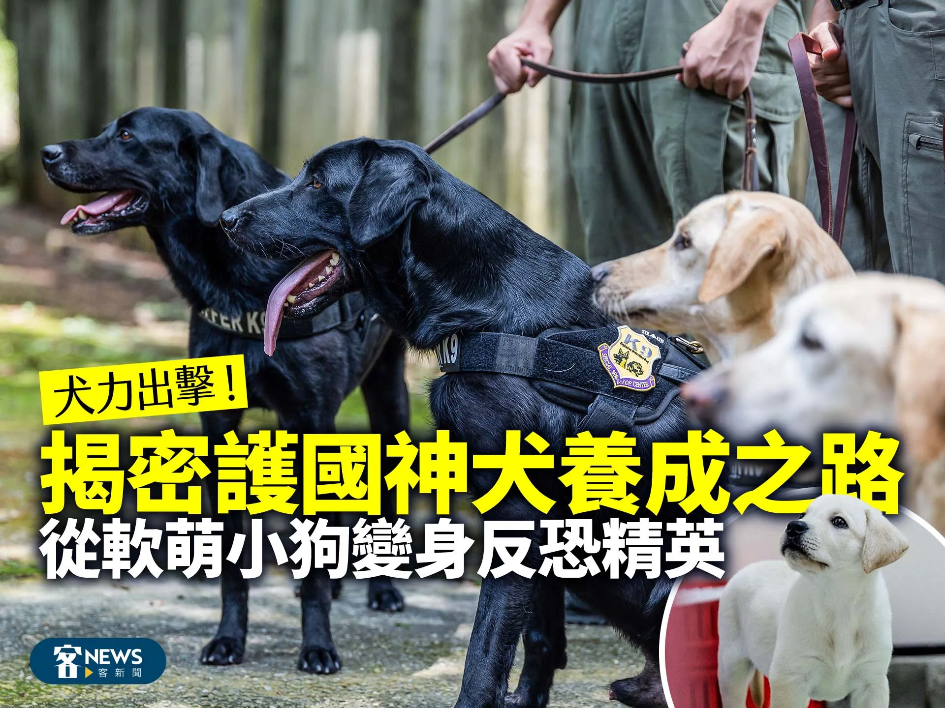 犬力出擊！揭密護國神犬養成之路　從軟萌小狗變身反恐精英