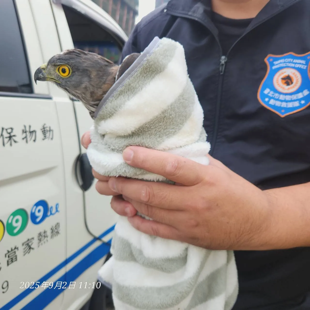 台北市動保處捕獲鳳頭蒼鷹後以毛巾包裹，避免其過度拍動翅膀而受傷。台北市動保處提供