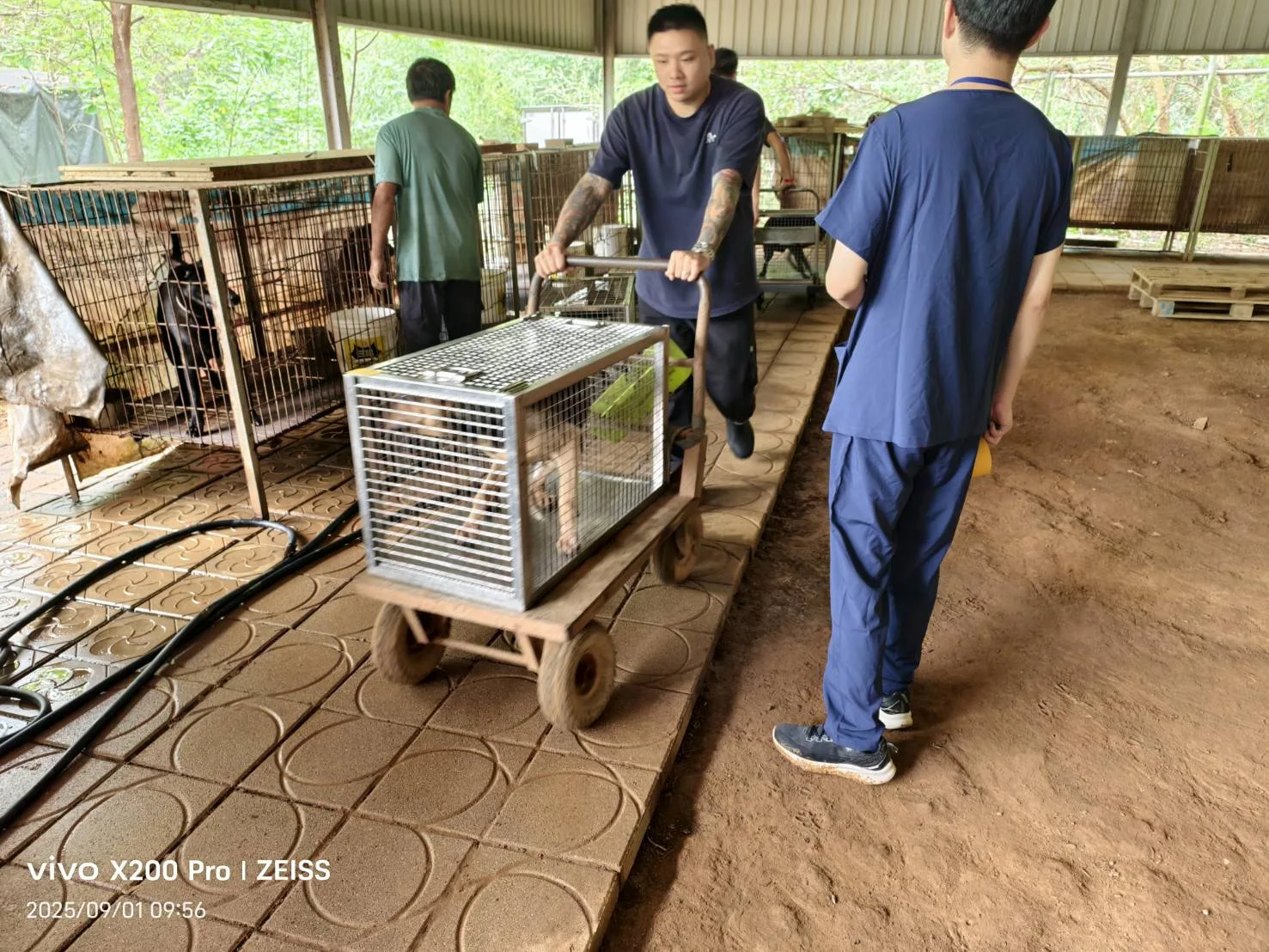 新竹縣動物保護防疫所8月12日在新埔鎮查獲一處籠飼犬飼養不當案件，動保所9月1日將24隻犬隻帶回安置，請民眾踴躍認養。竹縣府提供