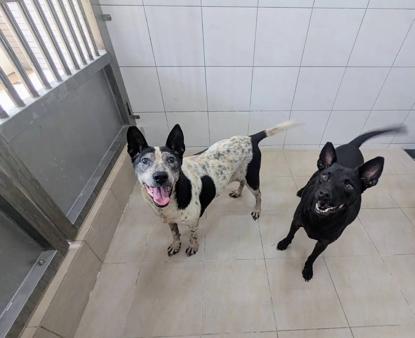 新竹縣動物保護防疫所8月12日在新埔鎮查獲一處籠飼犬飼養不當案件，動保所9月1日將24隻犬隻帶回安置，請民眾踴躍認養。竹縣府提供