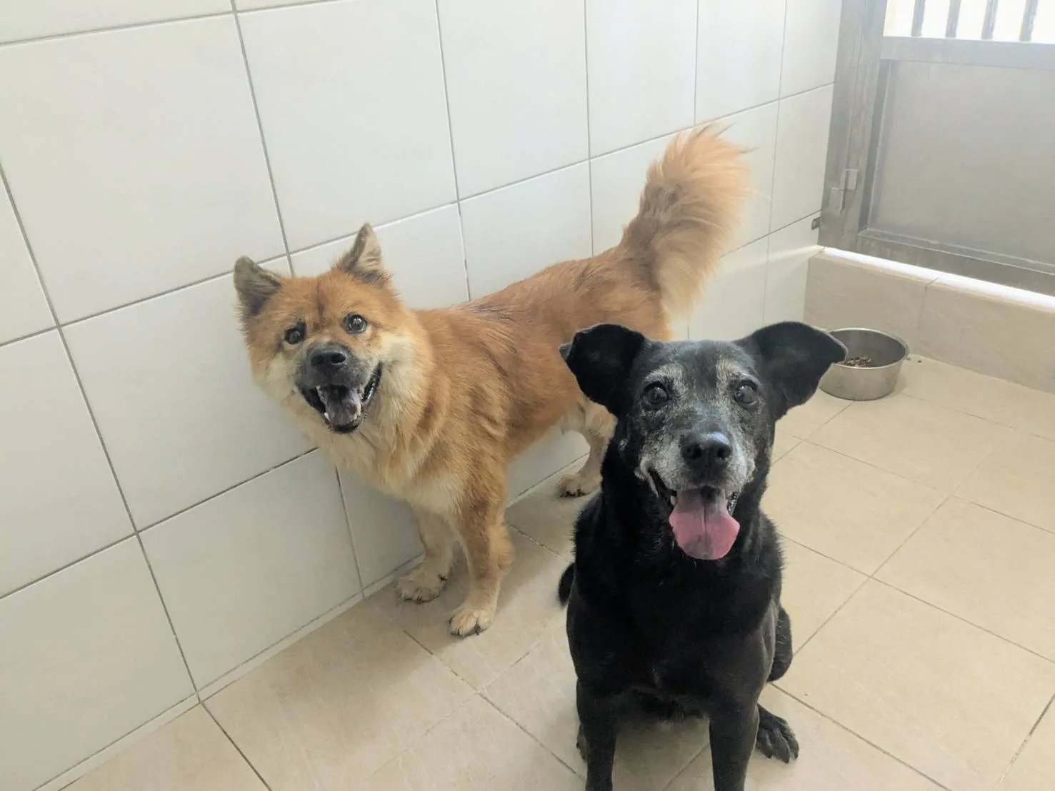 新竹縣動物保護防疫所8月12日在新埔鎮查獲一處籠飼犬飼養不當案件，動保所9月1日將24隻犬隻帶回安置，請民眾踴躍認養。竹縣府提供
