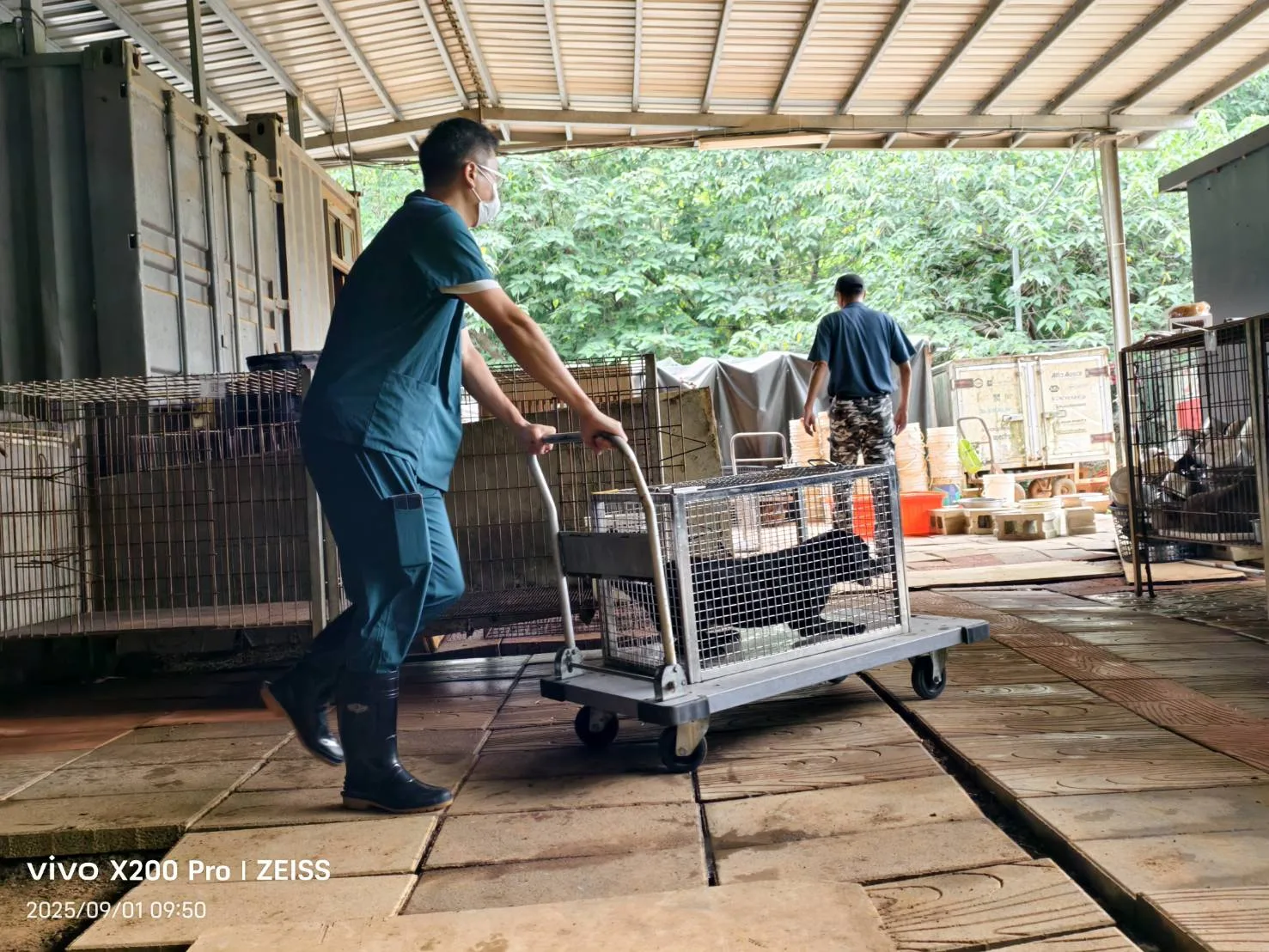 新竹縣動物保護防疫所8月12日在新埔鎮查獲一處籠飼犬飼養不當案件，動保所9月1日將24隻犬隻帶回安置，請民眾踴躍認養。竹縣府提供