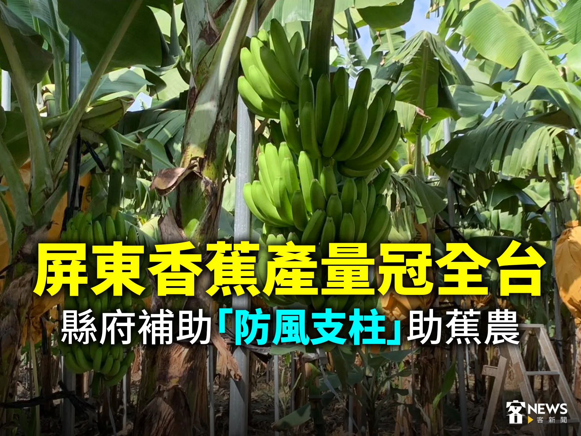 屏東香蕉產量冠全台　縣府補助「防風支柱」助蕉農