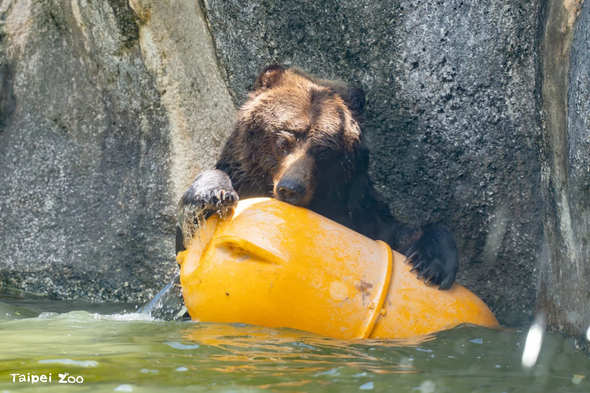 推估年紀至少24歲的棕熊「小喬」，於今年8月19日離世。北市動物園提供
