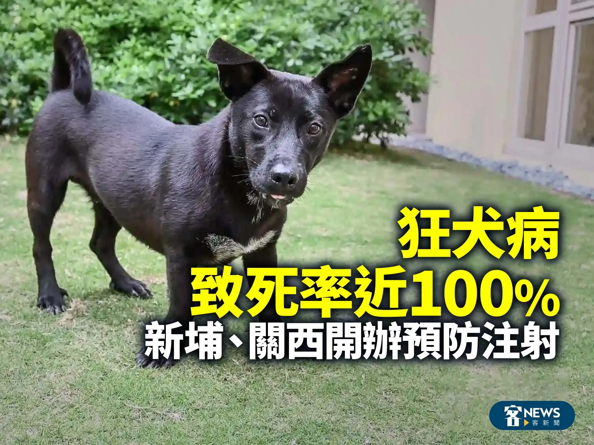 狂犬病致死率近100%　新埔、關西開辦預防注射