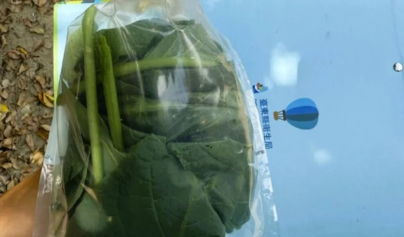 衛生局採集野菜送驗，今公布檢驗結果，確認3人誤將「大花曼陀羅」葉片當成南非葉生食，引發抗乙醯膽鹼中毒。台東縣衛生局提供