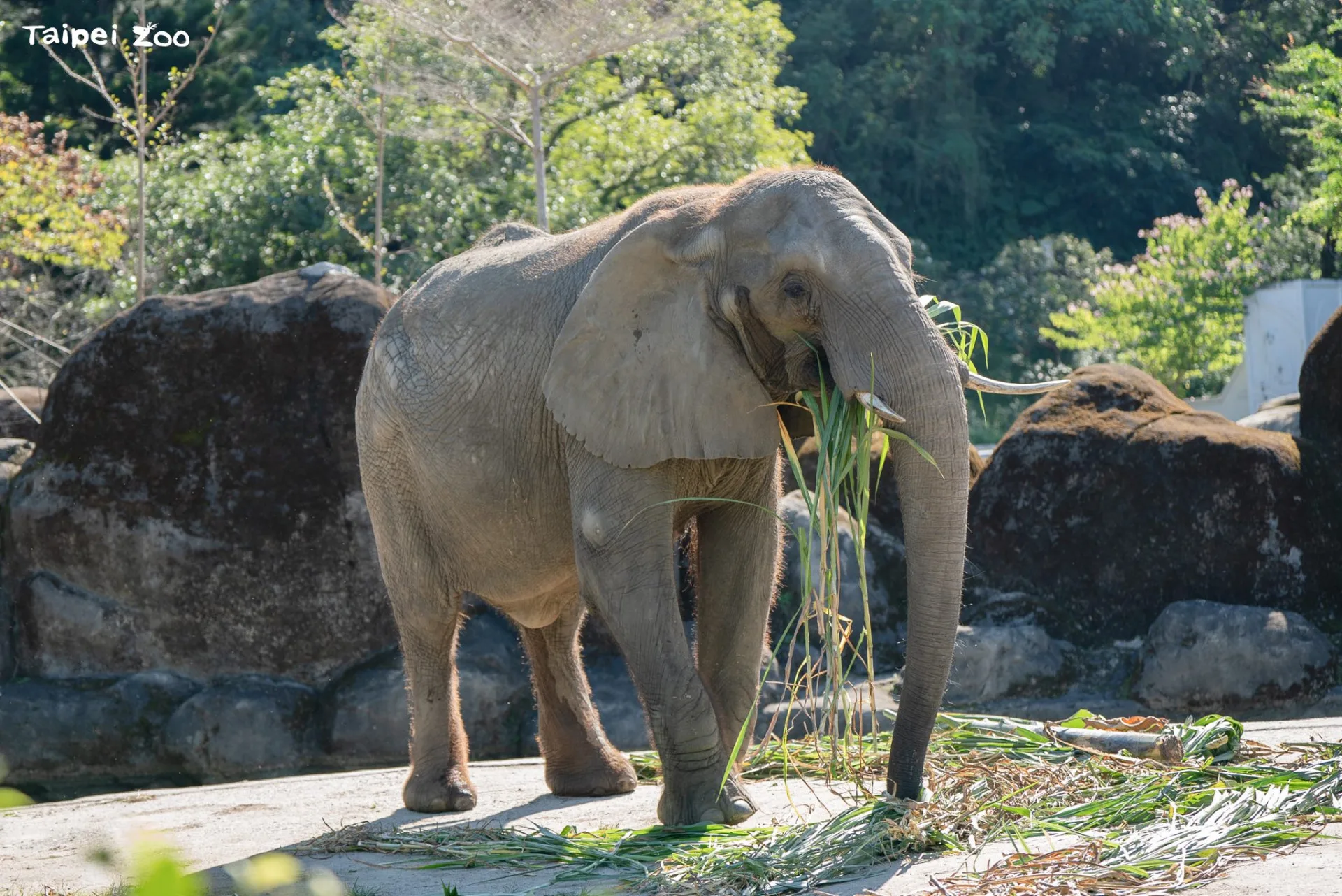42歲非洲象「美代」，於今年6月6日逝世。北市動物園提供
