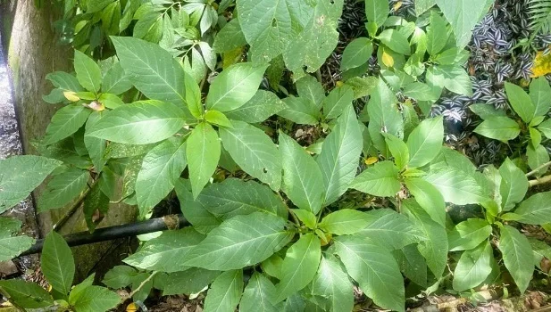 衛生局採集野菜送驗，今公布檢驗結果，確認3人誤將「大花曼陀羅」葉片當成南非葉生食，引發抗乙醯膽鹼中毒。台東縣衛生局提供