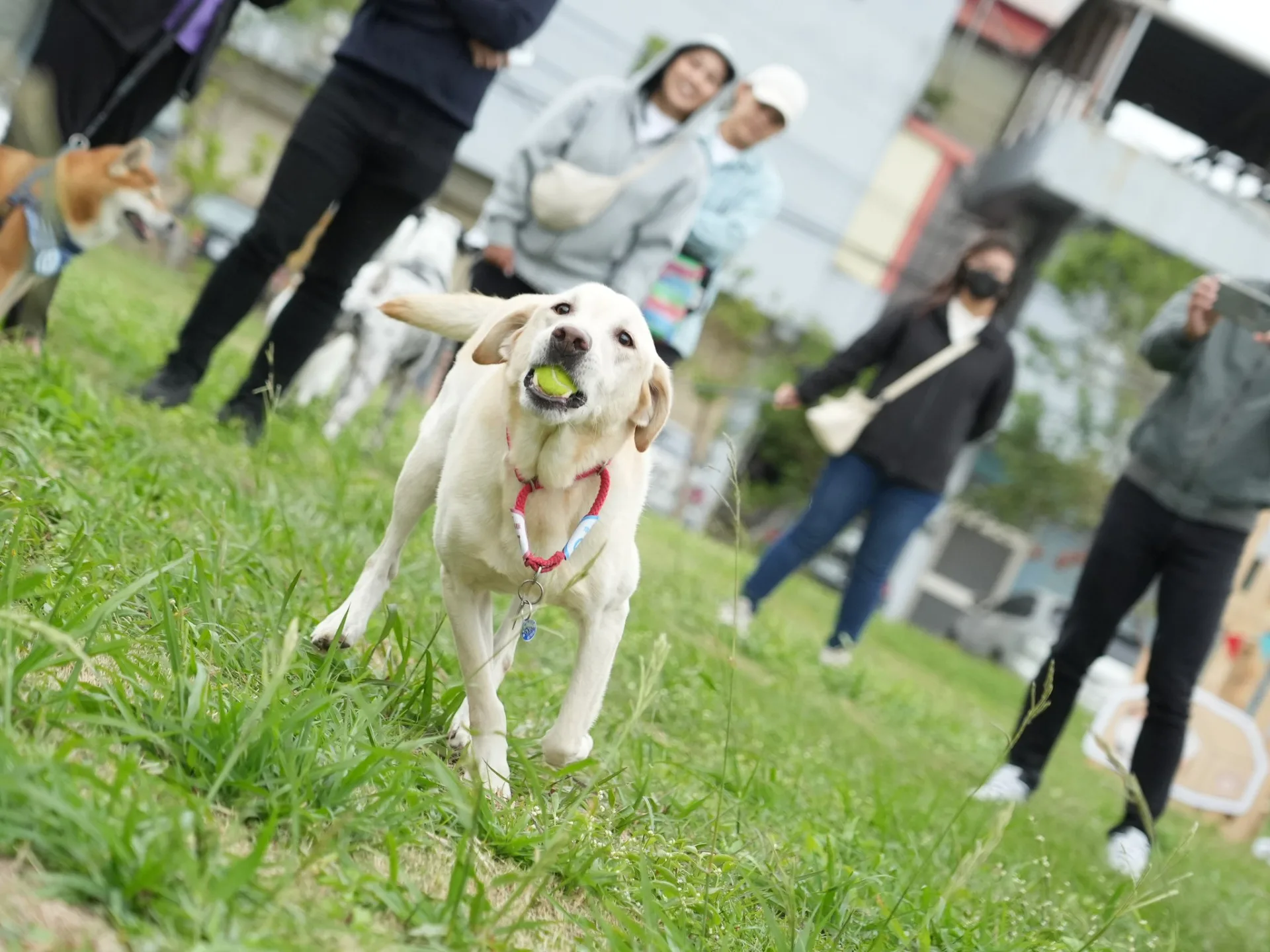新竹市毛小孩運動會9/21北大公園登場（活動資料照）。新竹市政府提供