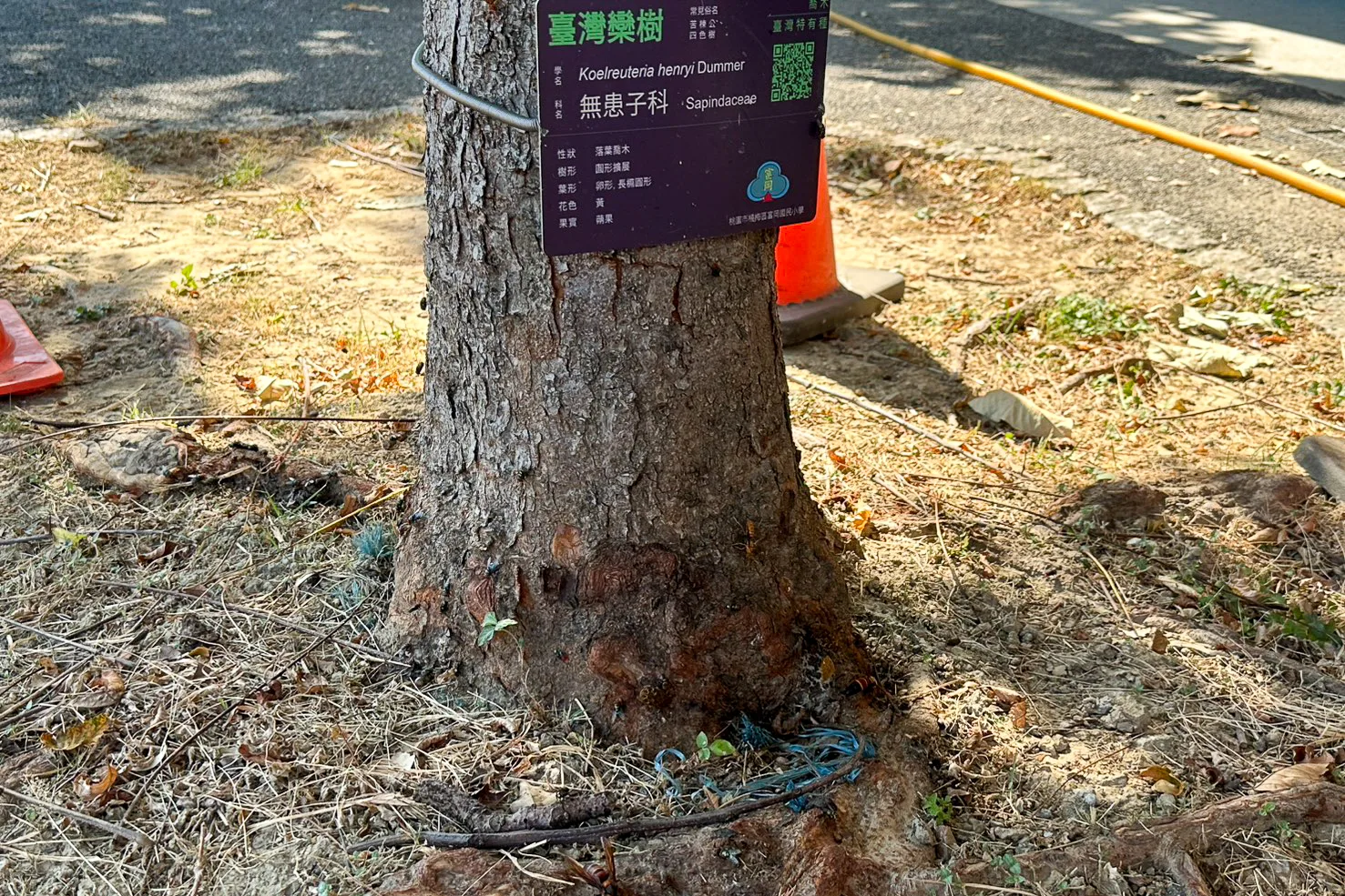 欒心樹有盎蜂在該飛上飛下,若係毋堵好分佢叼著咧,該就無結煞咧。邱鴻春攝