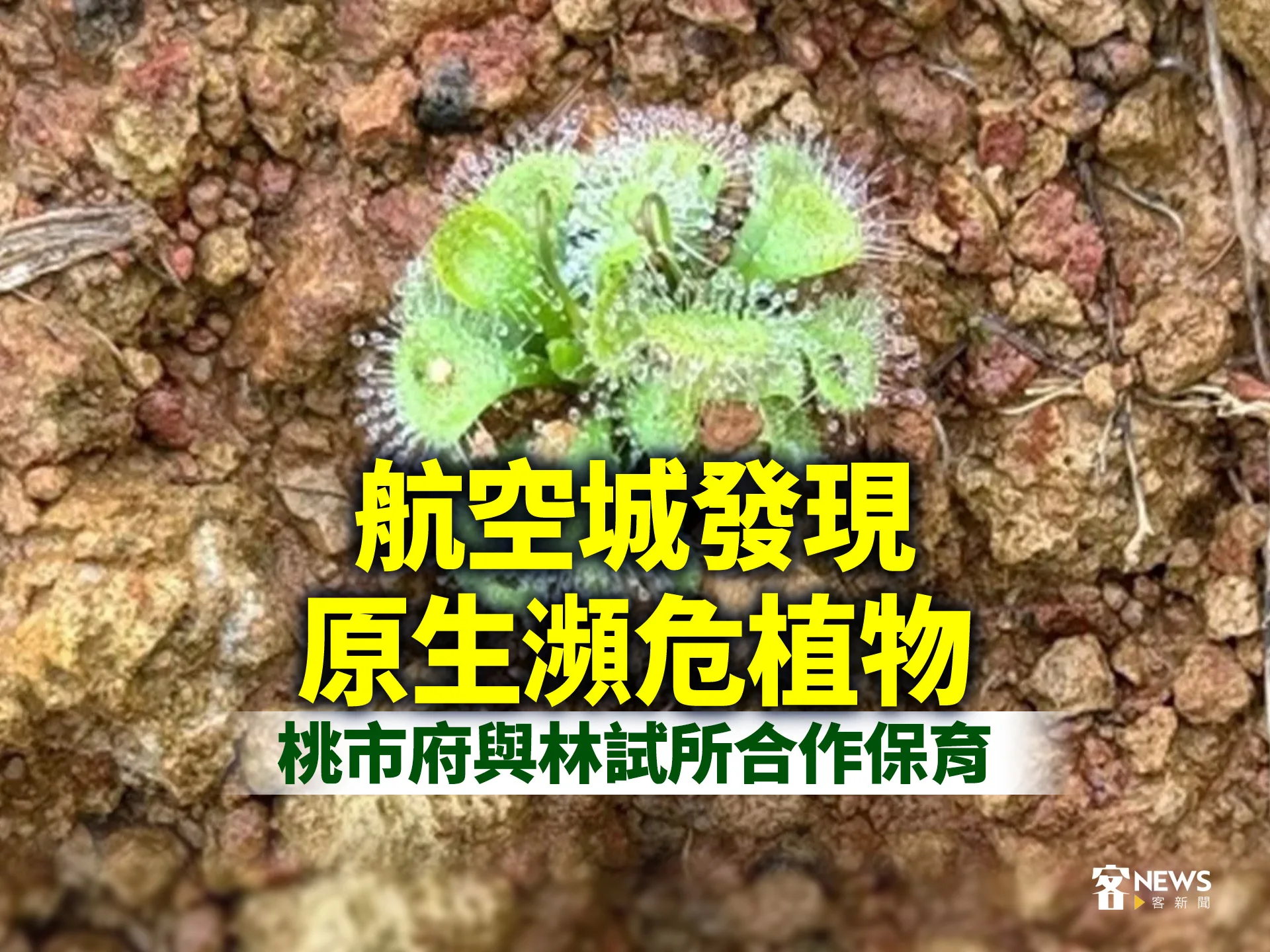 航空城發現原生瀕危植物　桃市府與林試所合作保育