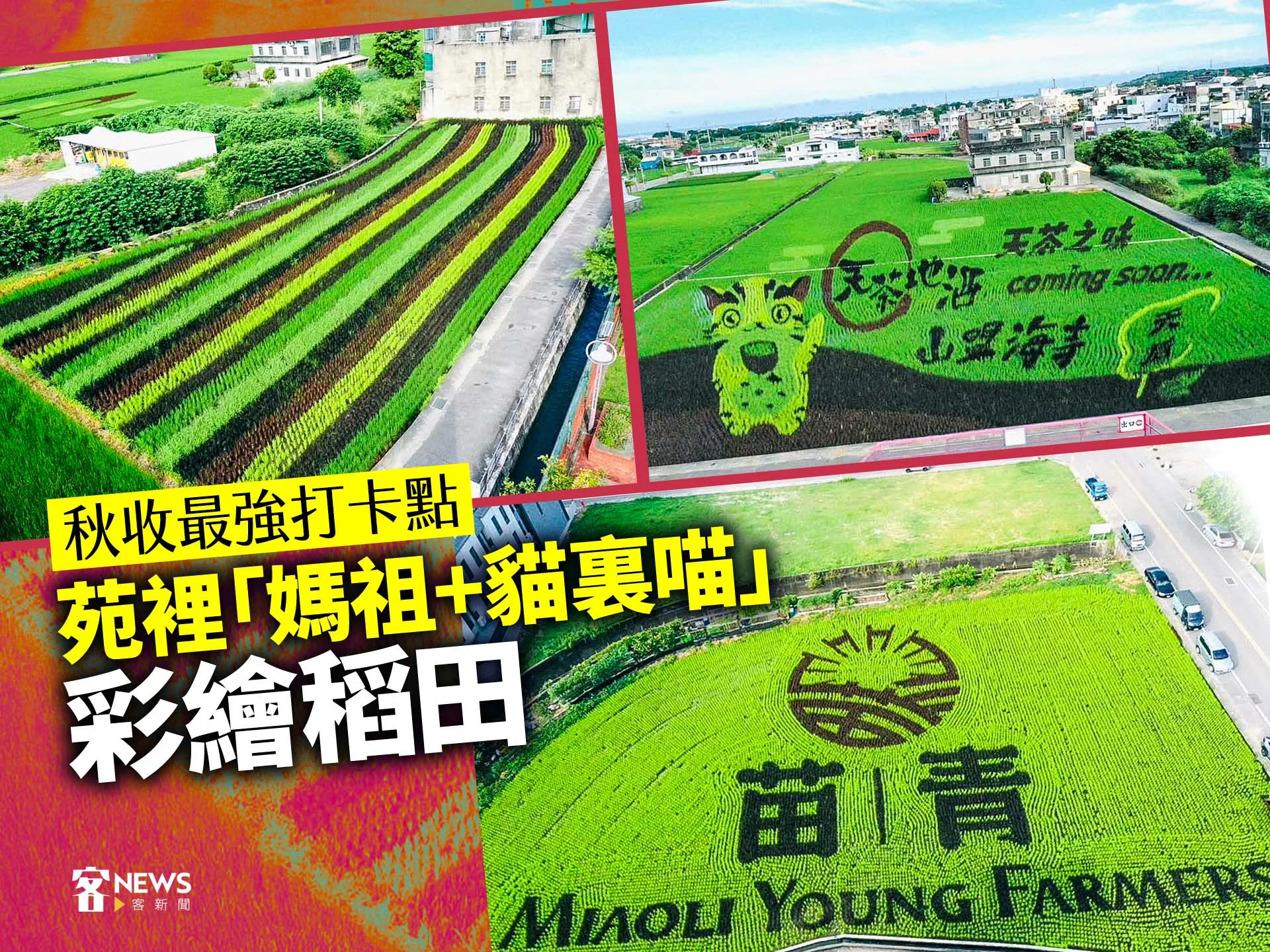 苑裡「媽祖+貓裏喵」彩繪稻田　秋收最強打卡點（影）