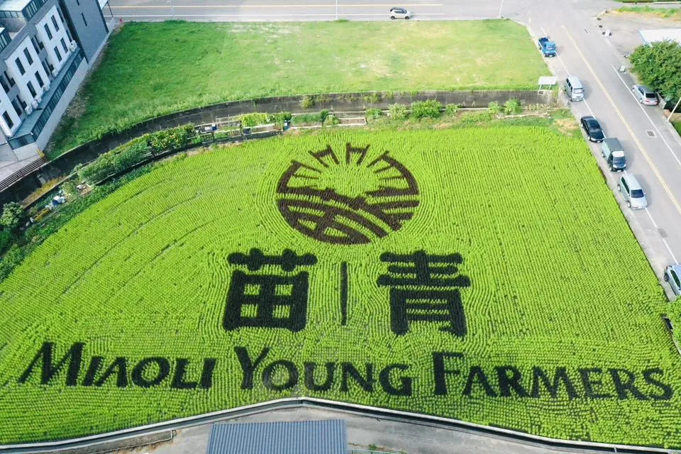 苑裡稻田彩繪超夢幻！媽祖 × 貓裏喵萌翻田間，秋收最潮打卡點。翻攝苑裡鎮農會