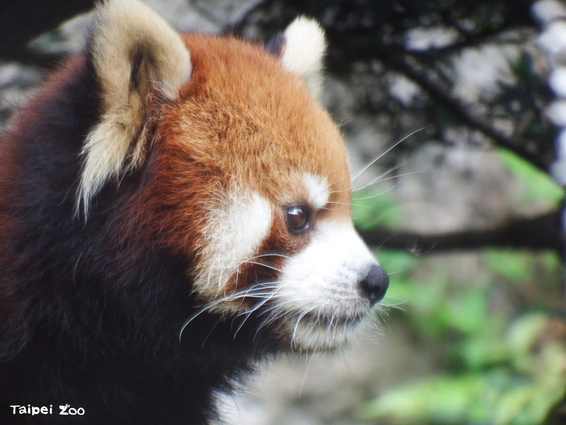小貓熊「可頌」來自台北市立動物園的家族，是「美可」的孩子。張東君提供