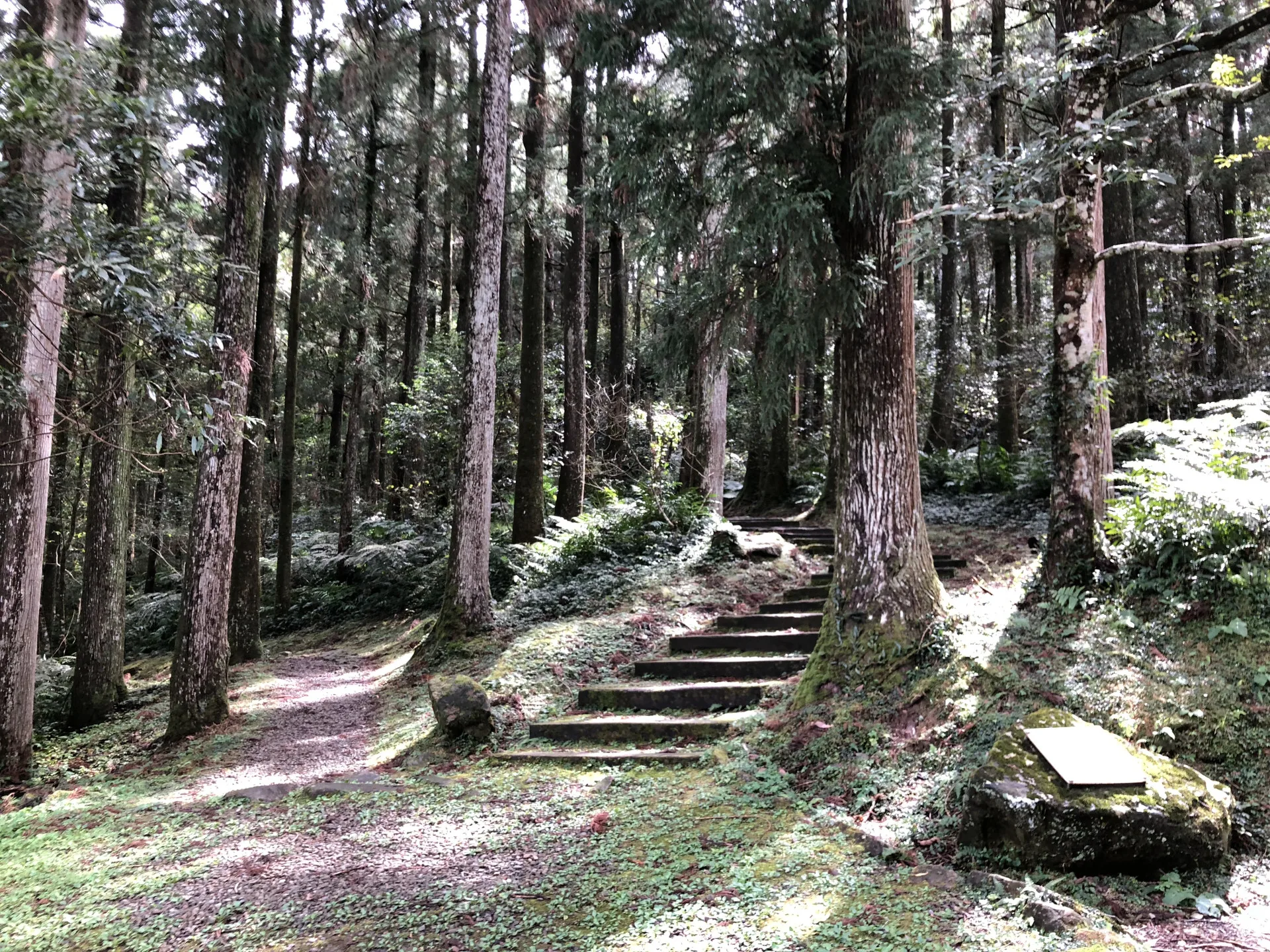 東眼山國家森林遊樂區步道。林保署提供