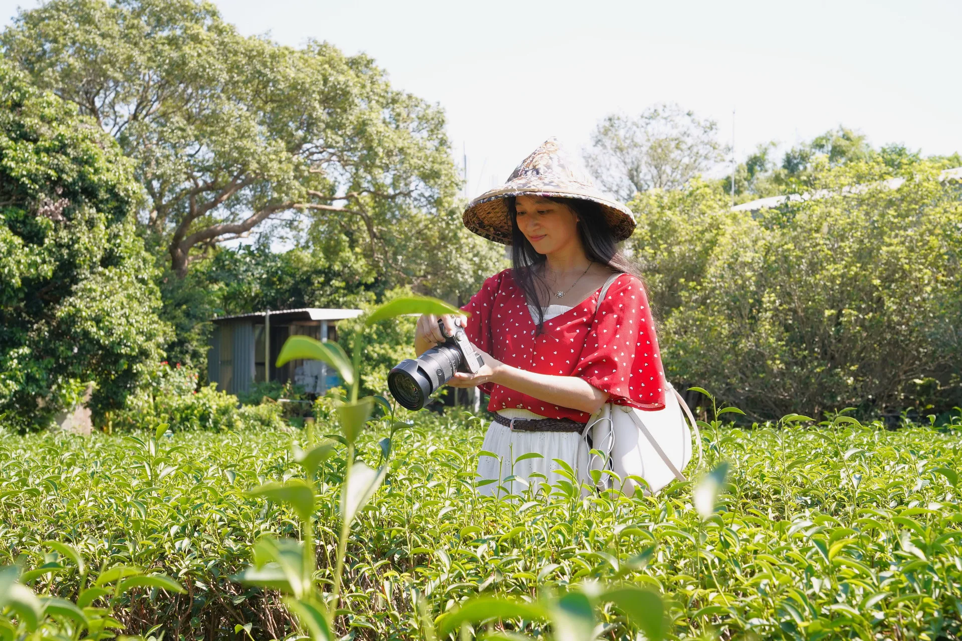茶園遊憩。新竹縣政府提供