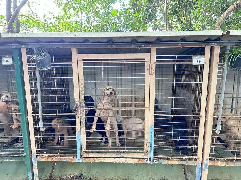 苗栗公館繁殖場犬隻疑遭割聲帶　執業獸醫立案經營