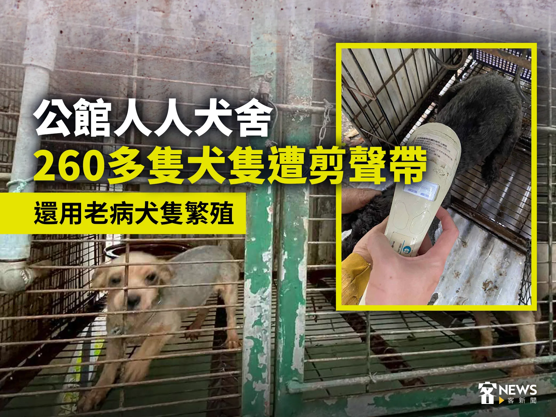 公館人人犬舍260多隻犬隻遭剪聲帶　還用老病犬隻繁殖