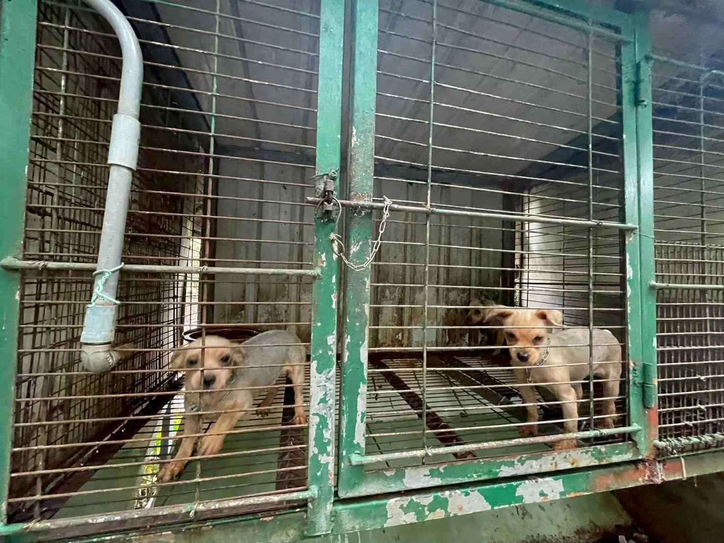 苗栗縣公館鄉謝姓獸醫師經營「人人犬舍」