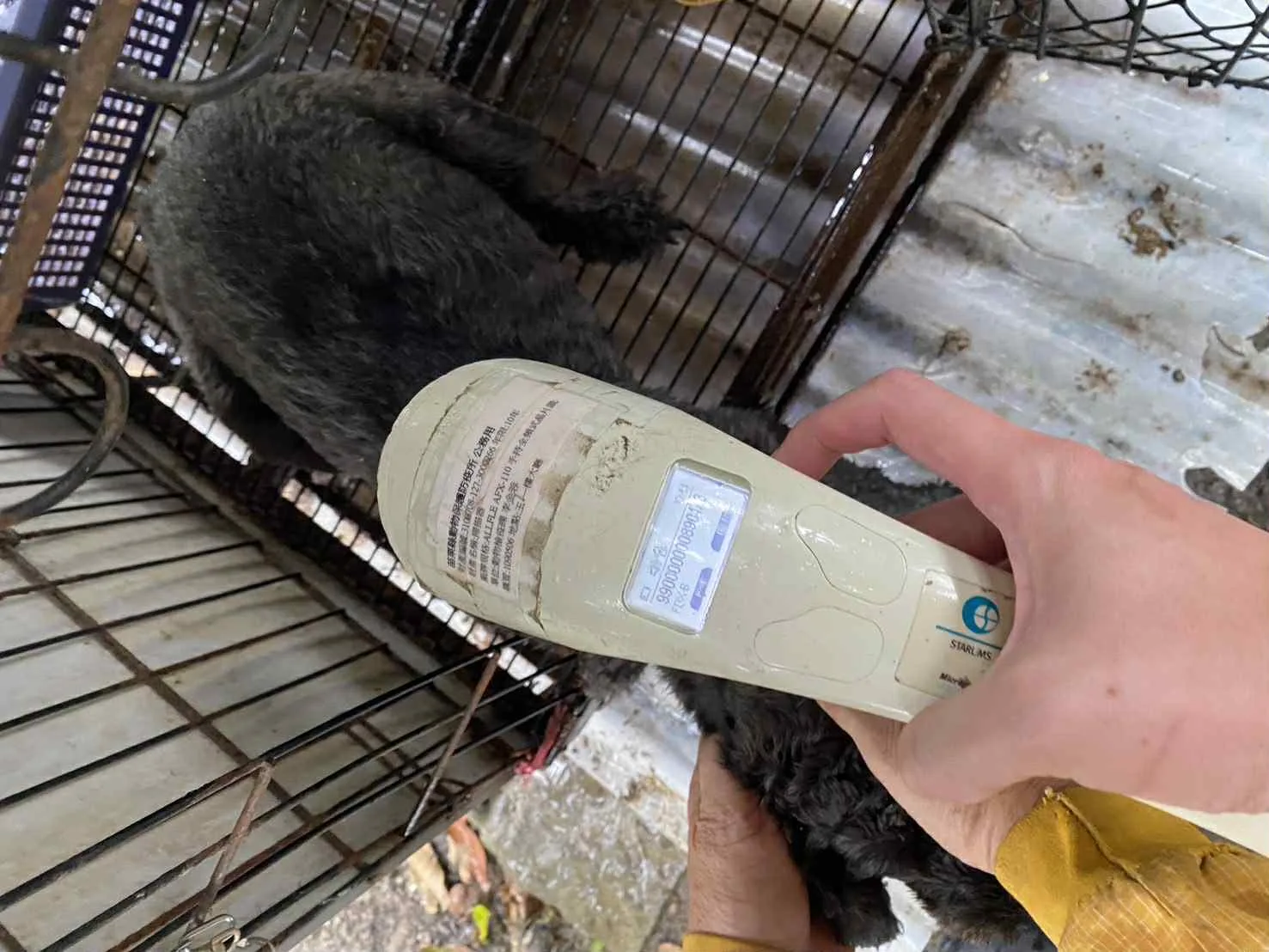 苗栗縣公館鄉謝姓獸醫師經營「人人犬舍」
