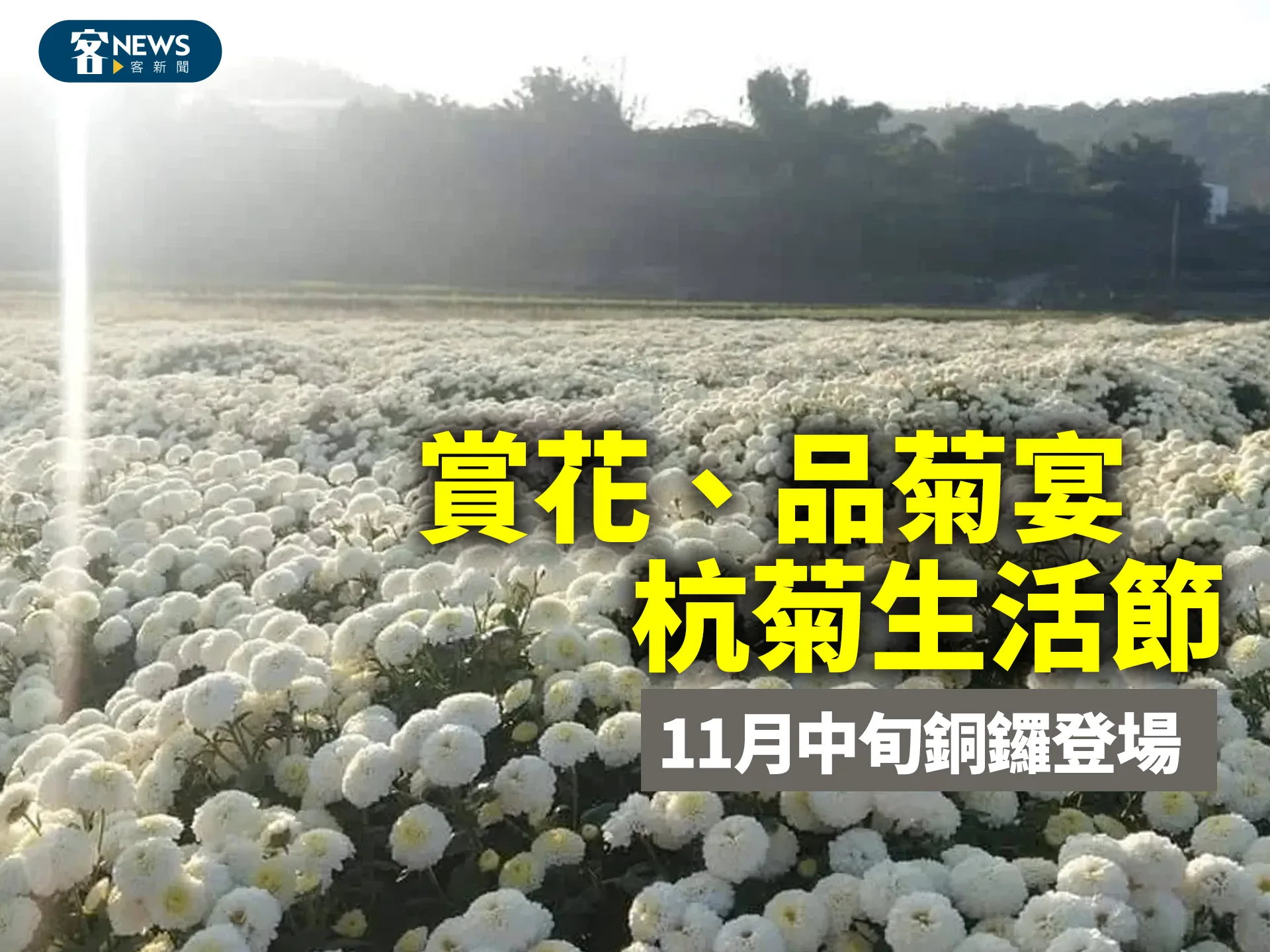 賞花、品菊宴　杭菊生活節　11月中旬銅鑼登場