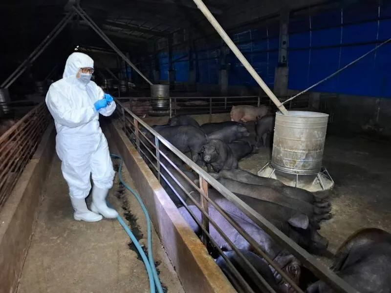 台中市農業局接獲農業部動植物防疫檢疫署通報疑似非洲豬瘟，市府22日連夜緊急動員人力預防性撲殺195頭豬隻。台中市政府提供