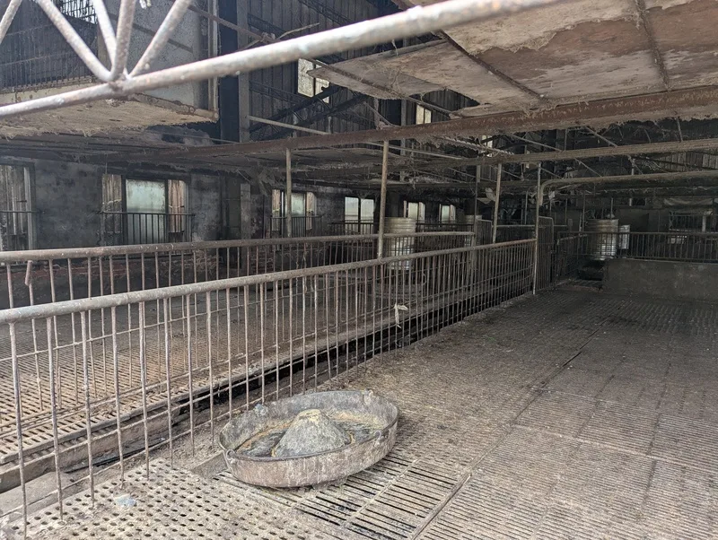 台灣出現首例疑似非洲豬瘟案例,農業部從台中梧棲區一處養豬場死亡豬隻驗到非洲豬瘟陽性反應。中央社