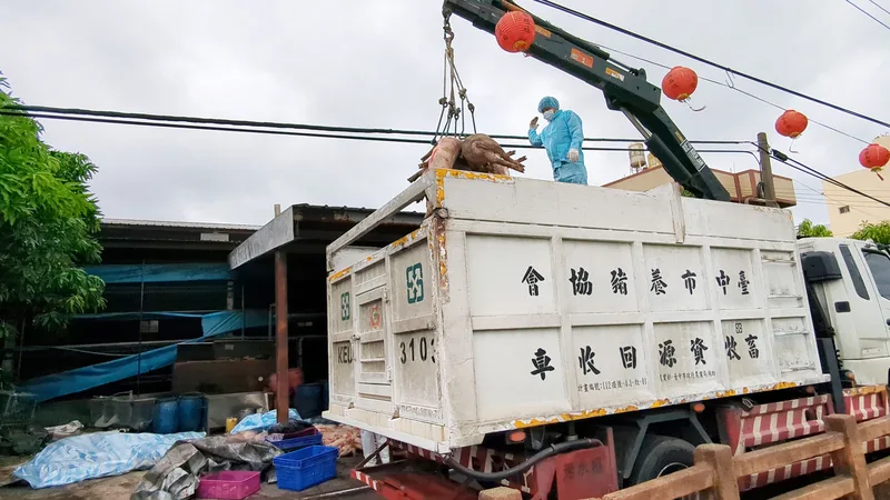 台中市梧棲區一處養豬場死亡豬隻驗出非洲豬瘟核酸陽性反應，22日事發養豬場移出撲殺豬隻，並針對周邊環境清消。中央社