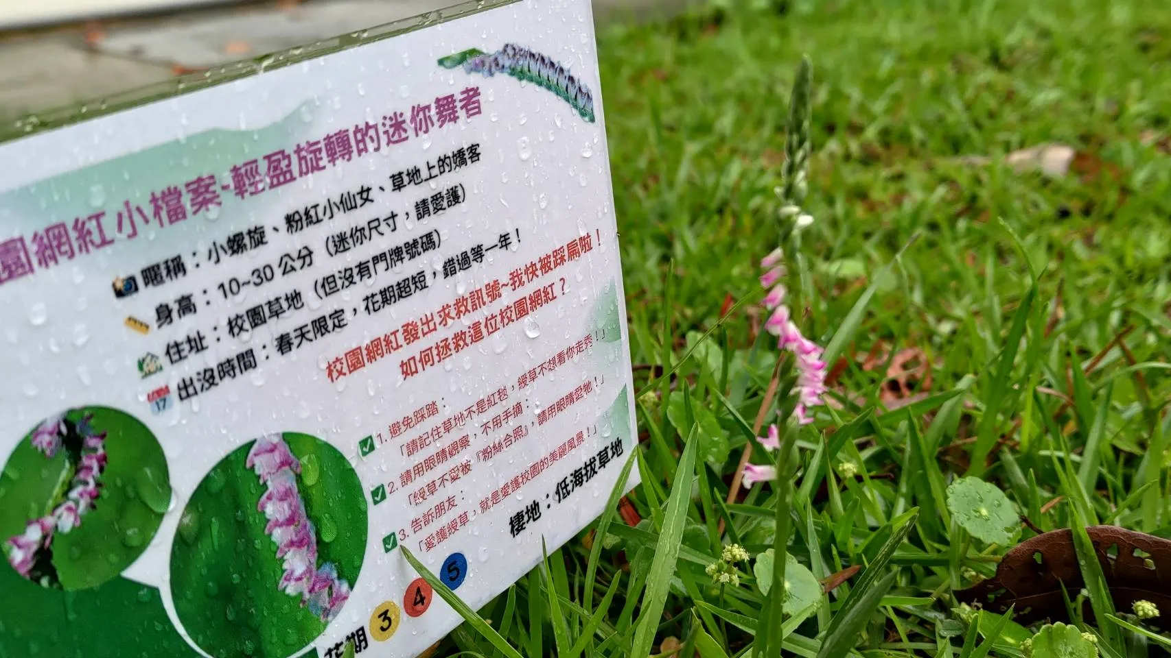 校園肚个綬草告示牌。葉金華提供