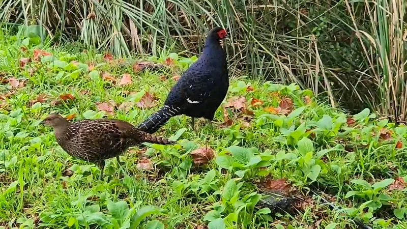 阿里山國家森林遊樂區內，保育類野生動物帝雉頻繁出沒。林保署嘉義分署提供