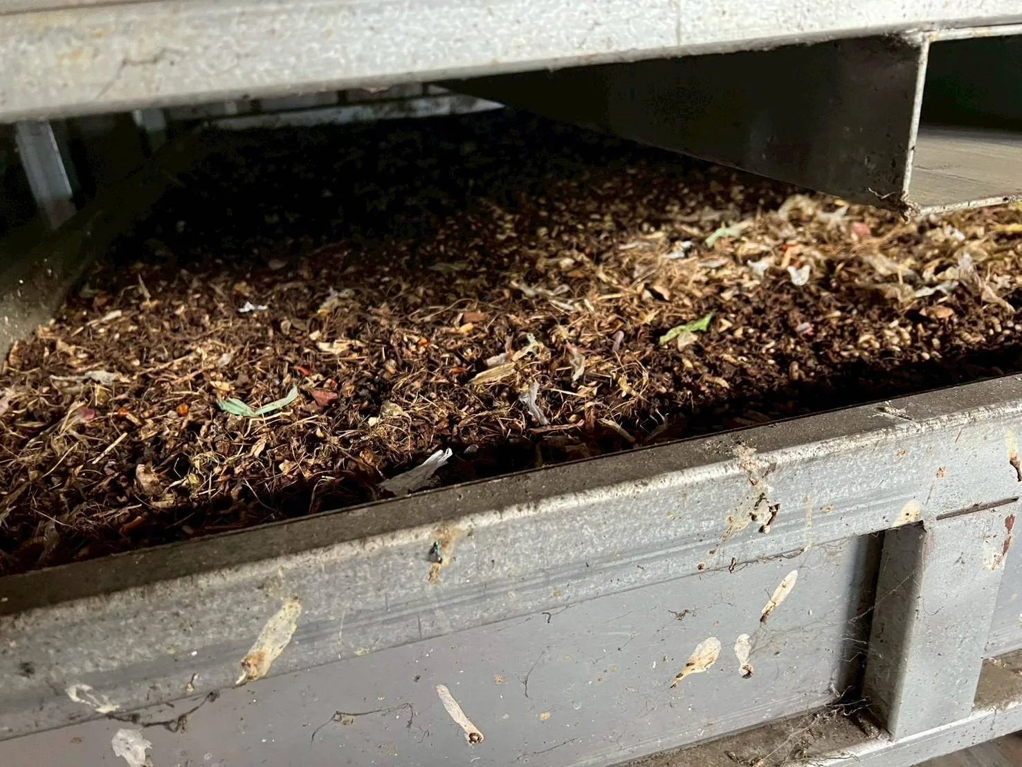 送至處理場的廚餘將以黑水虻方式再利用。新竹縣政府提供