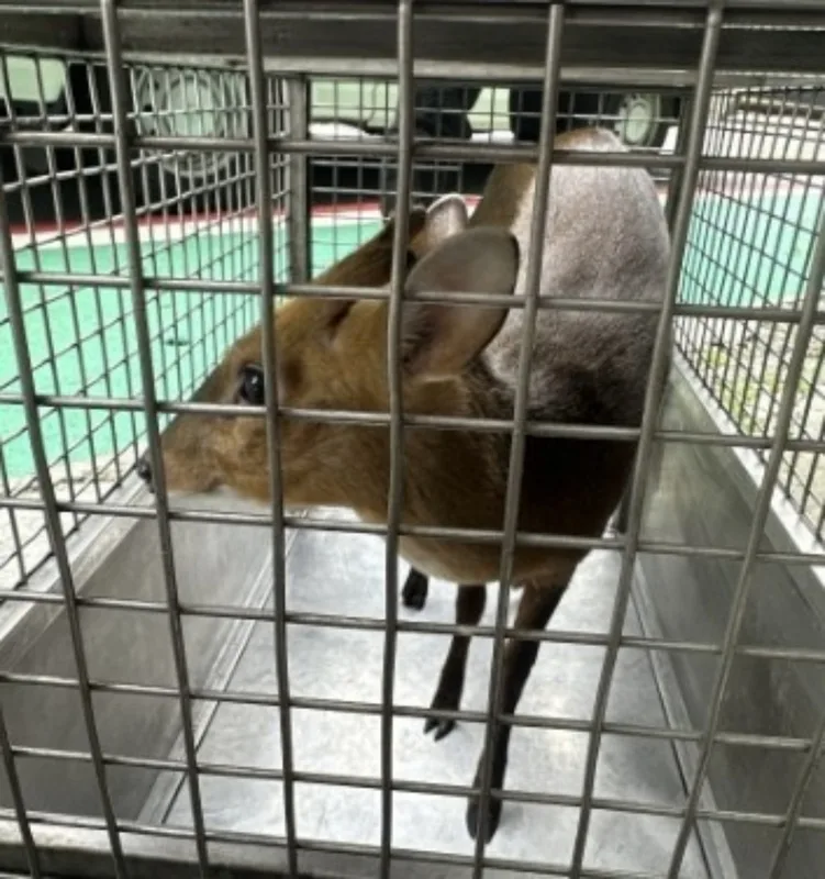 台北市動物保護處表示，30日獲報有山羌闖入文山區景華街附近早餐店，派員捕獲後，已帶至山區野放。