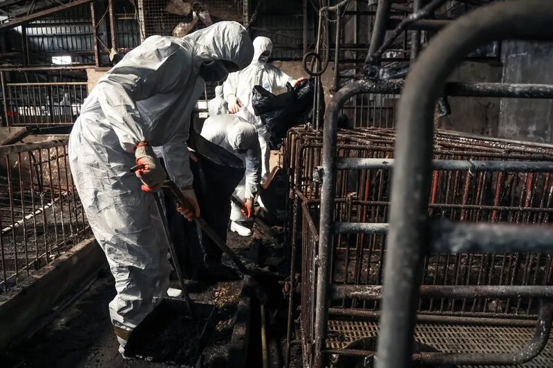台中梧棲養豬場爆發非洲豬瘟，國軍投入支援任務，協助清潔及消毒案例場環境，前置清理作業持續，化學兵預計31日下午才能進場清消。十軍團提供