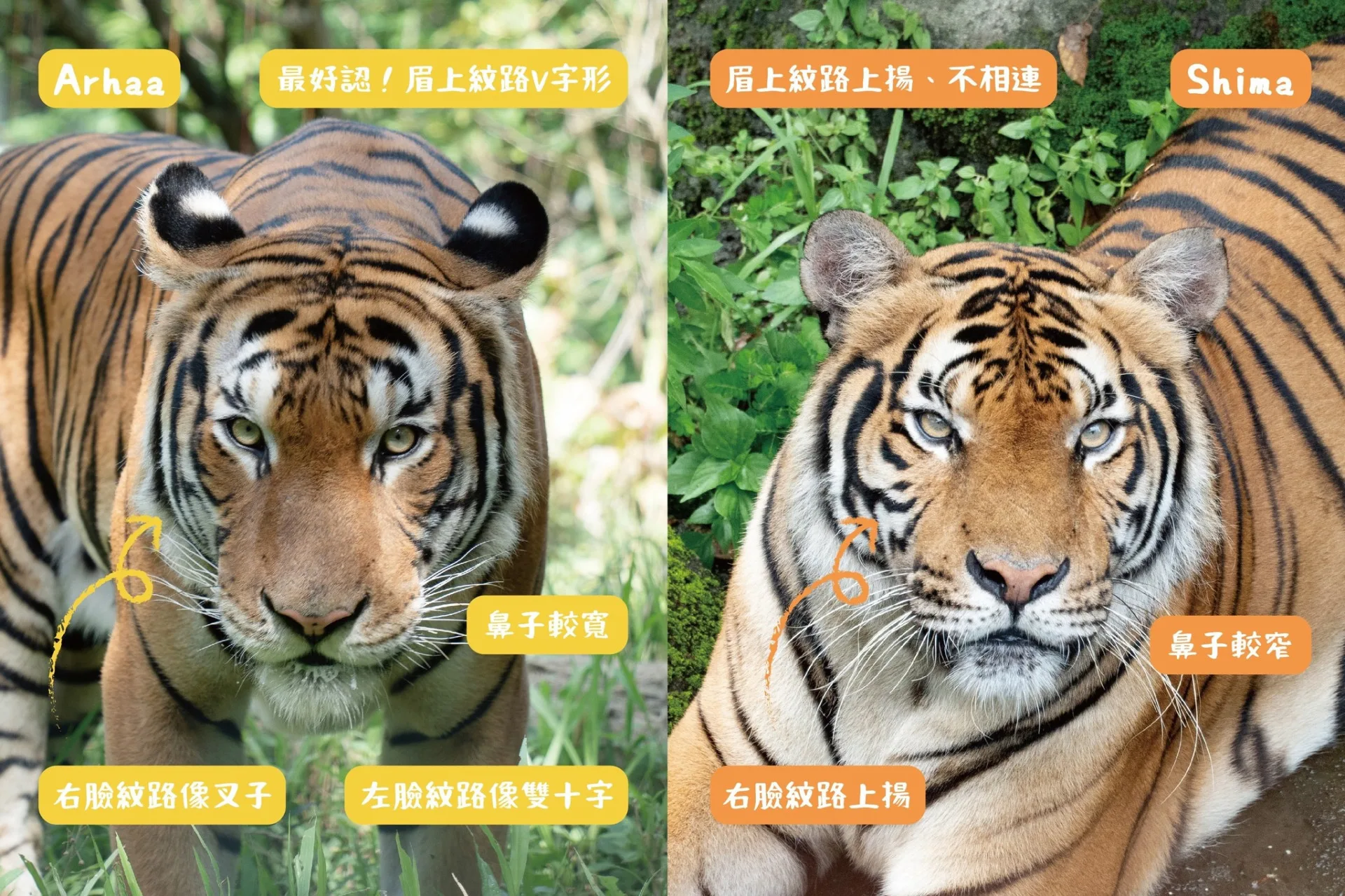 分辨兩隻老虎的線索,看久會發現其實長相很不一樣。北市動物園提供