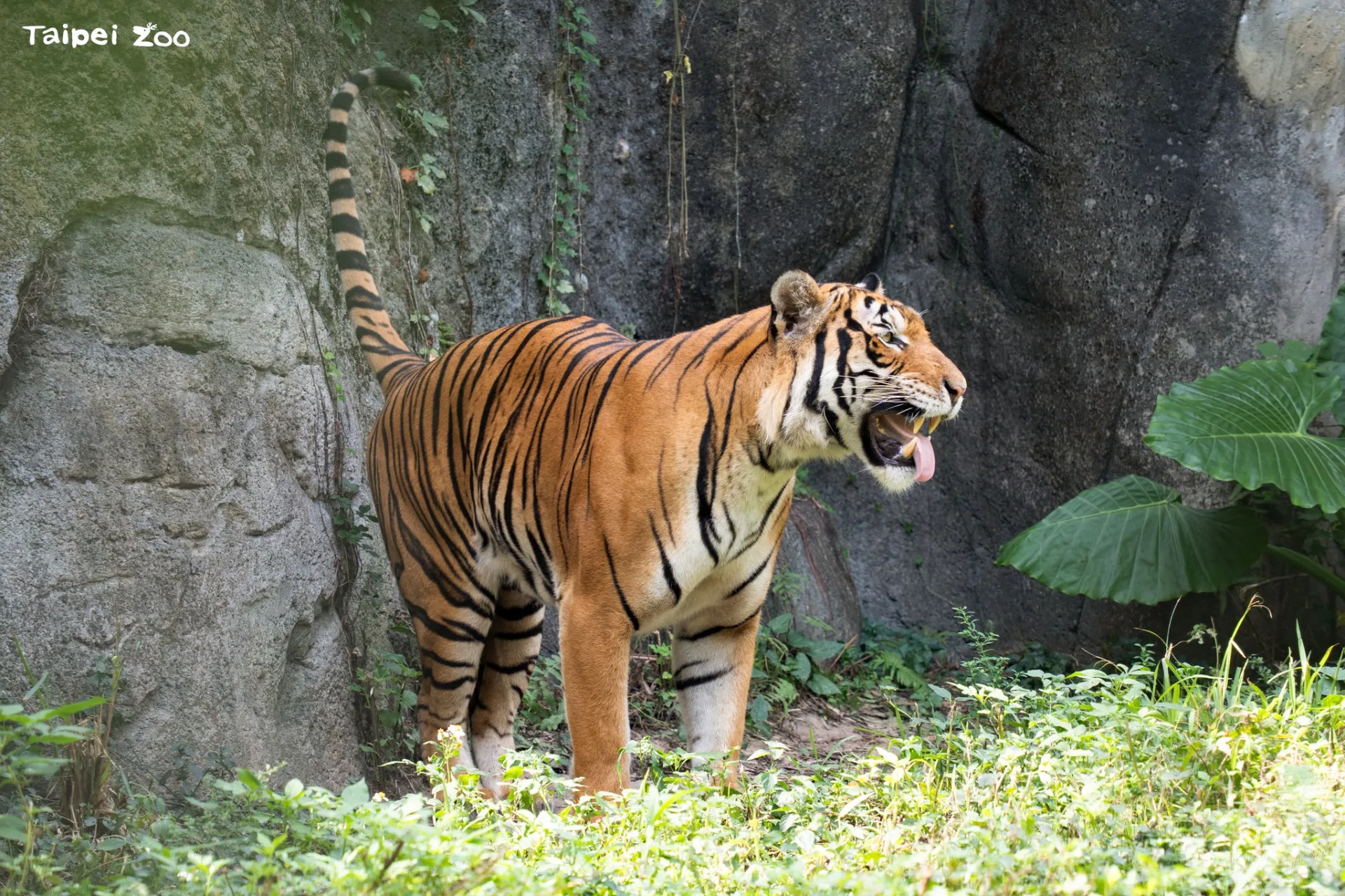 馬來虎「Arhaa」會翹高尾巴以氣味標記領域。北市動物園提供