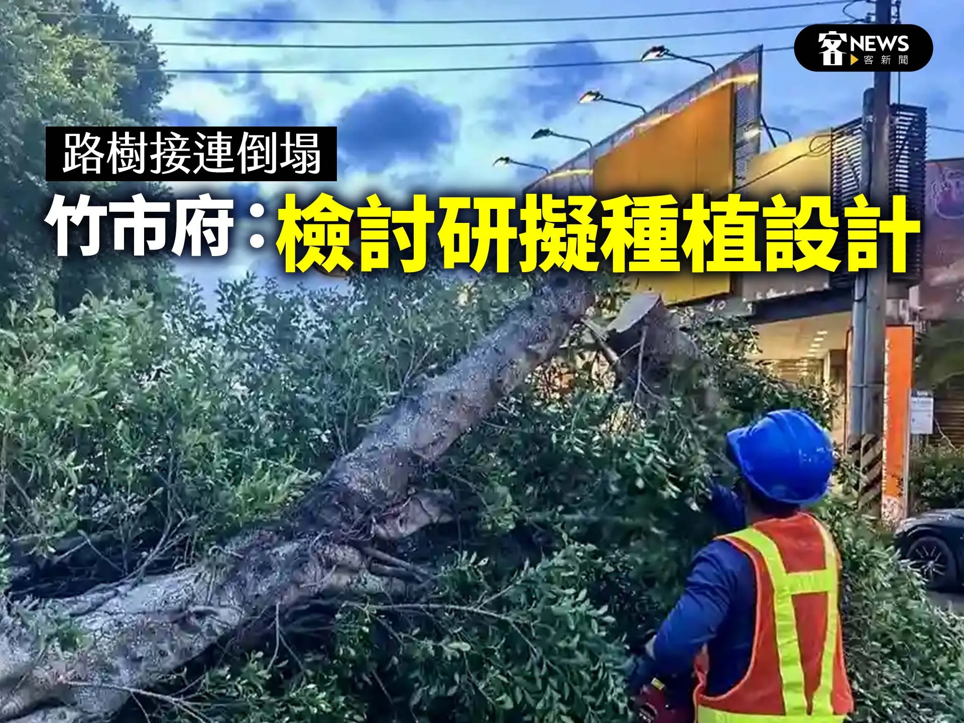 路樹接連倒塌　竹市府：檢討研擬種植設計