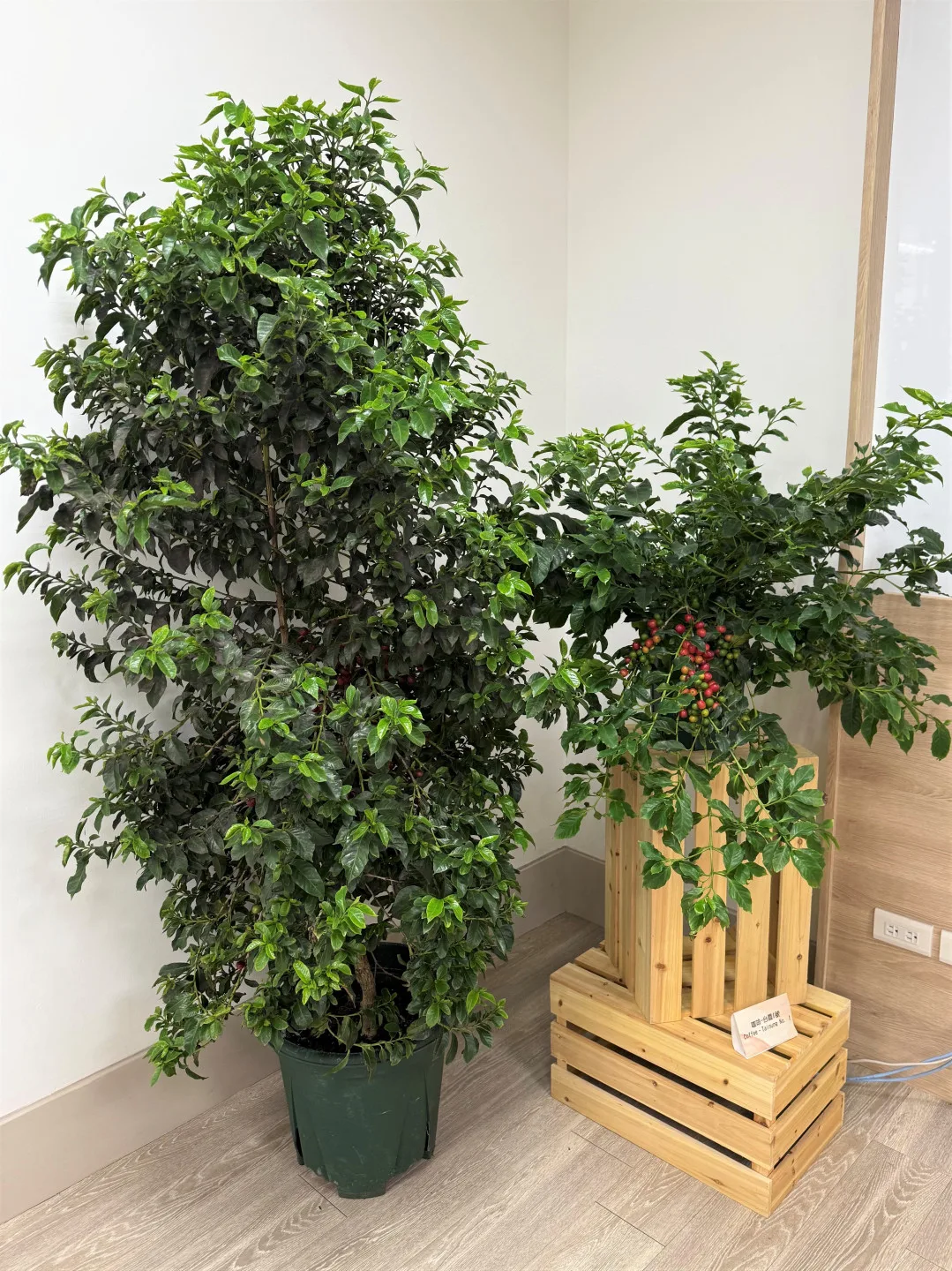 咖啡台農1號植株直立與盆栽型植株。農試所提供