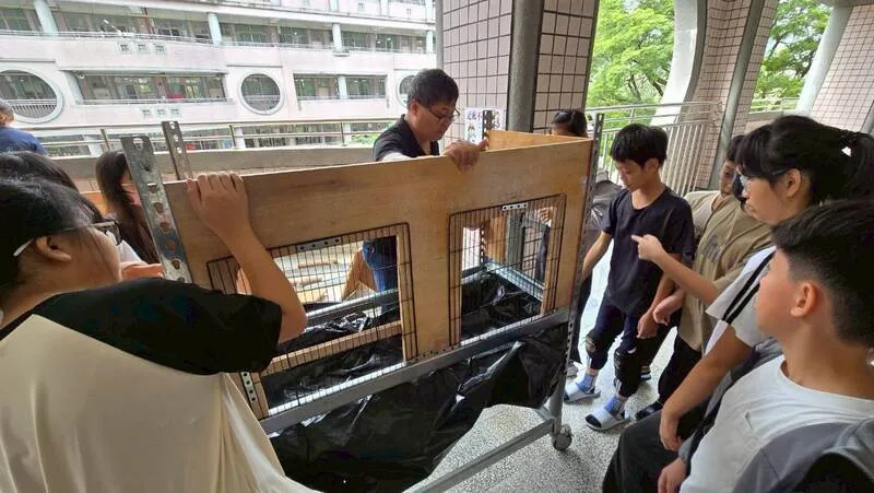 高市學童為小鵪鶉築窩　生命教育不再只是課本故事