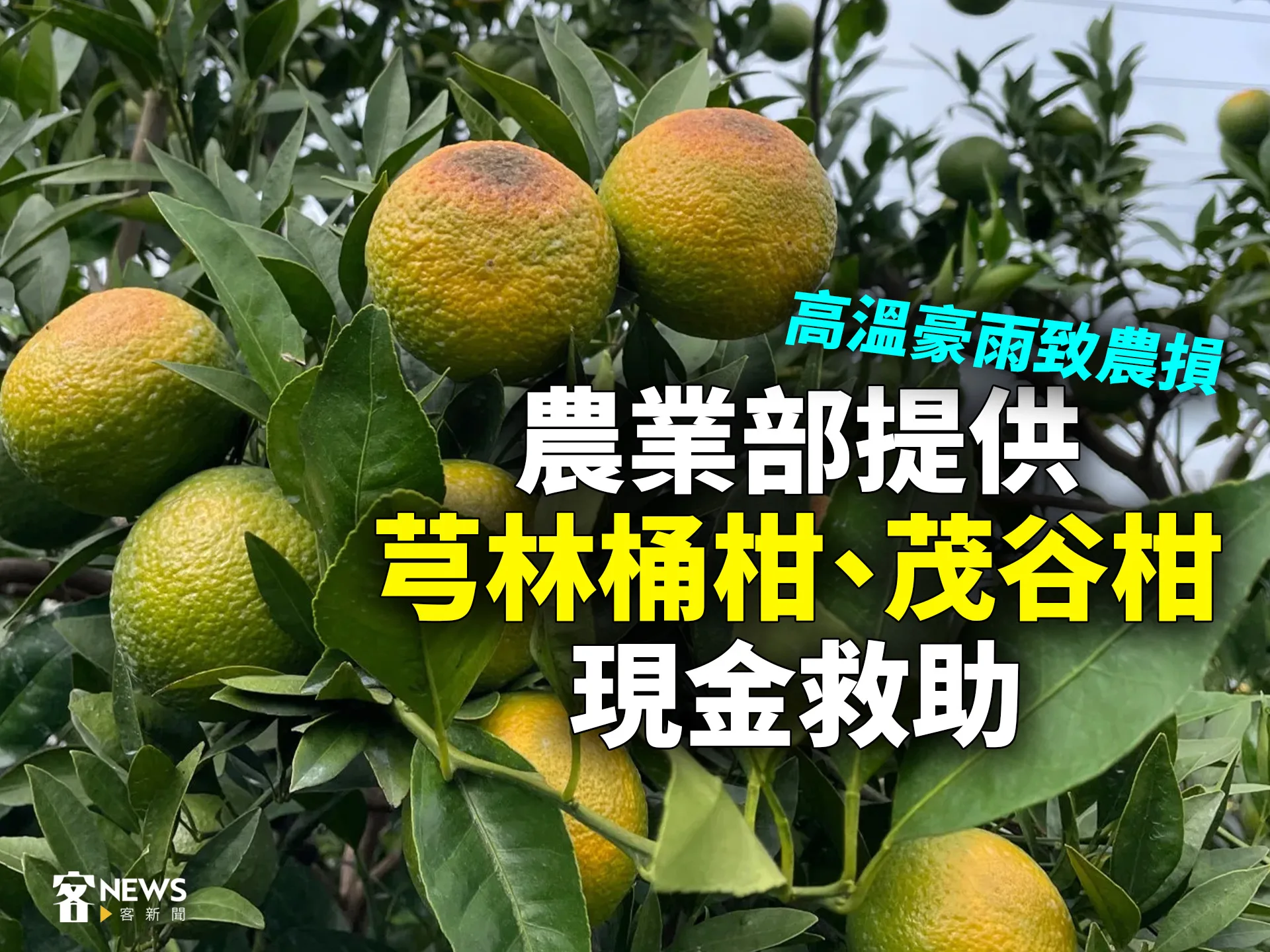 高溫豪雨致農損　農業部提供芎林桶柑、茂谷柑現金救助