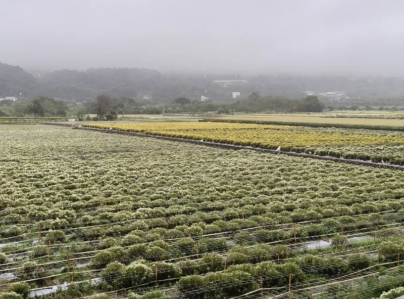 苗栗縣銅鑼鄉是國內杭菊最大產地,先前已因連續降雨農損近4成,又遇颱風鳳凰攪局。銅鑼鄉農會12日表示,目前杭菊花開約4成,所幸風雨不大未見明顯災情,也即將進入最佳賞花期。銅鑼鄉農會提供,中央社