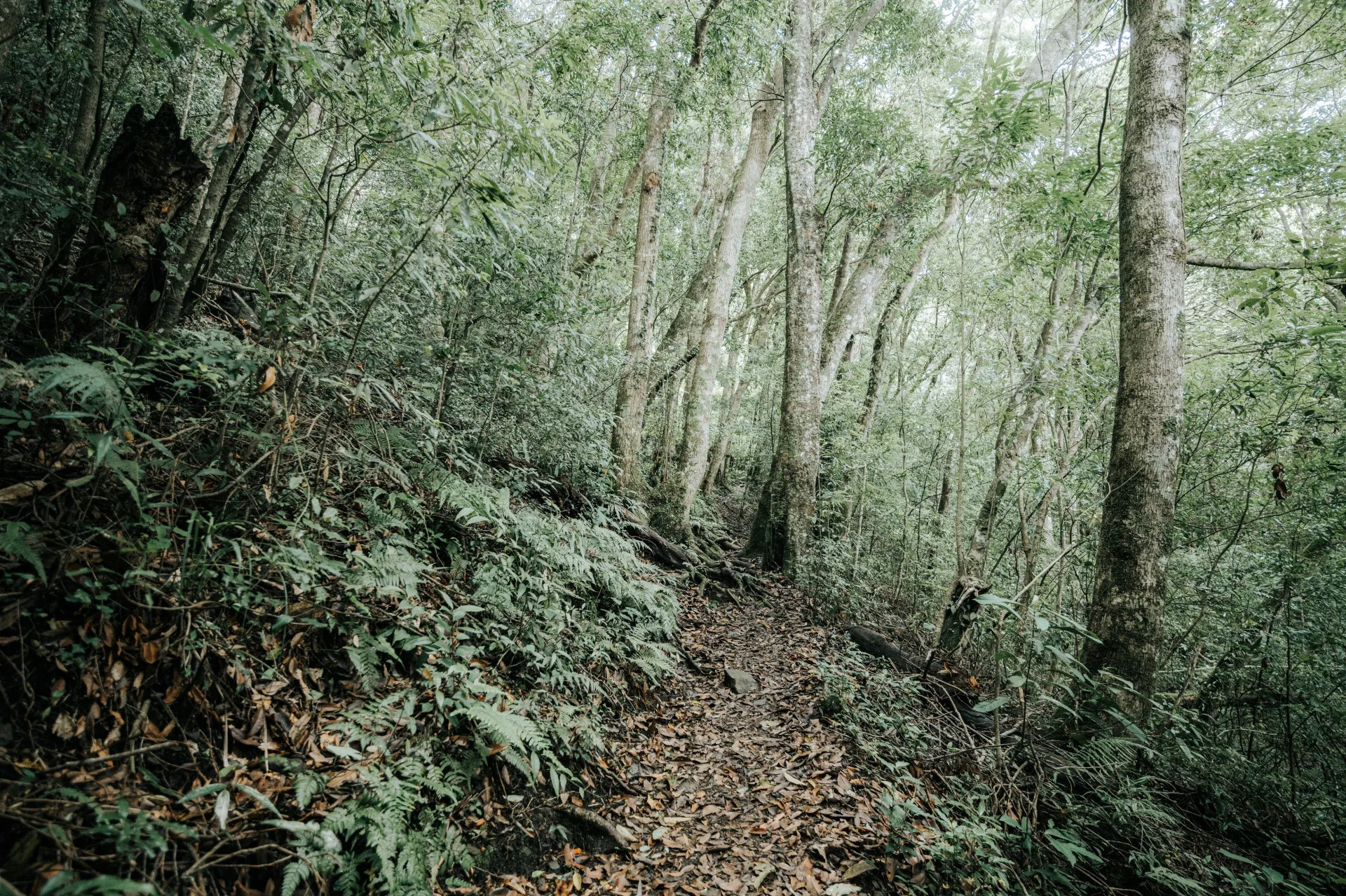 李棟山步道。新竹縣政府提供