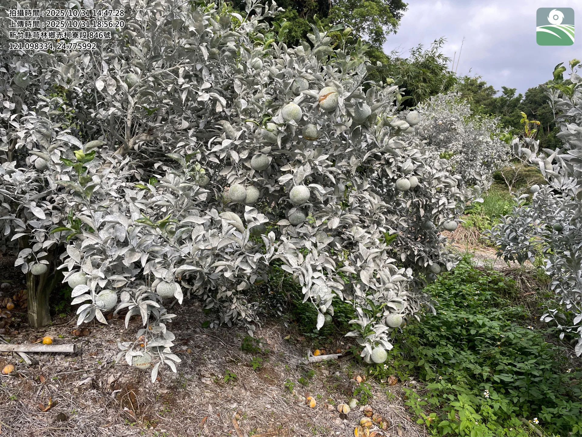 新竹縣芎林鄉茂谷柑因連續降雨發生裂果及落果現象。新竹縣政府提供，攝於10月31日