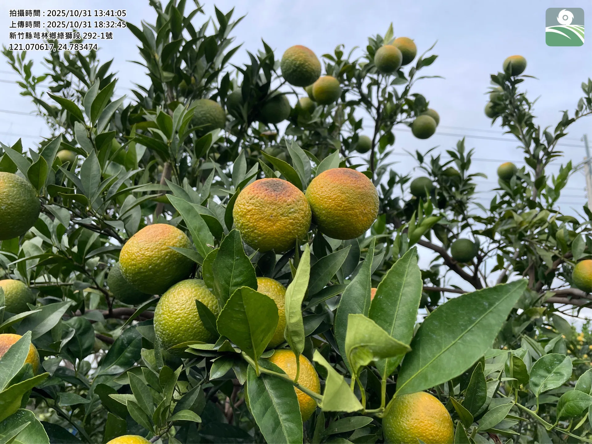 新竹縣芎林鄉栽種的桶柑因高溫、日曬發生黃化或褐化。新竹縣政府提供，攝於10月31日