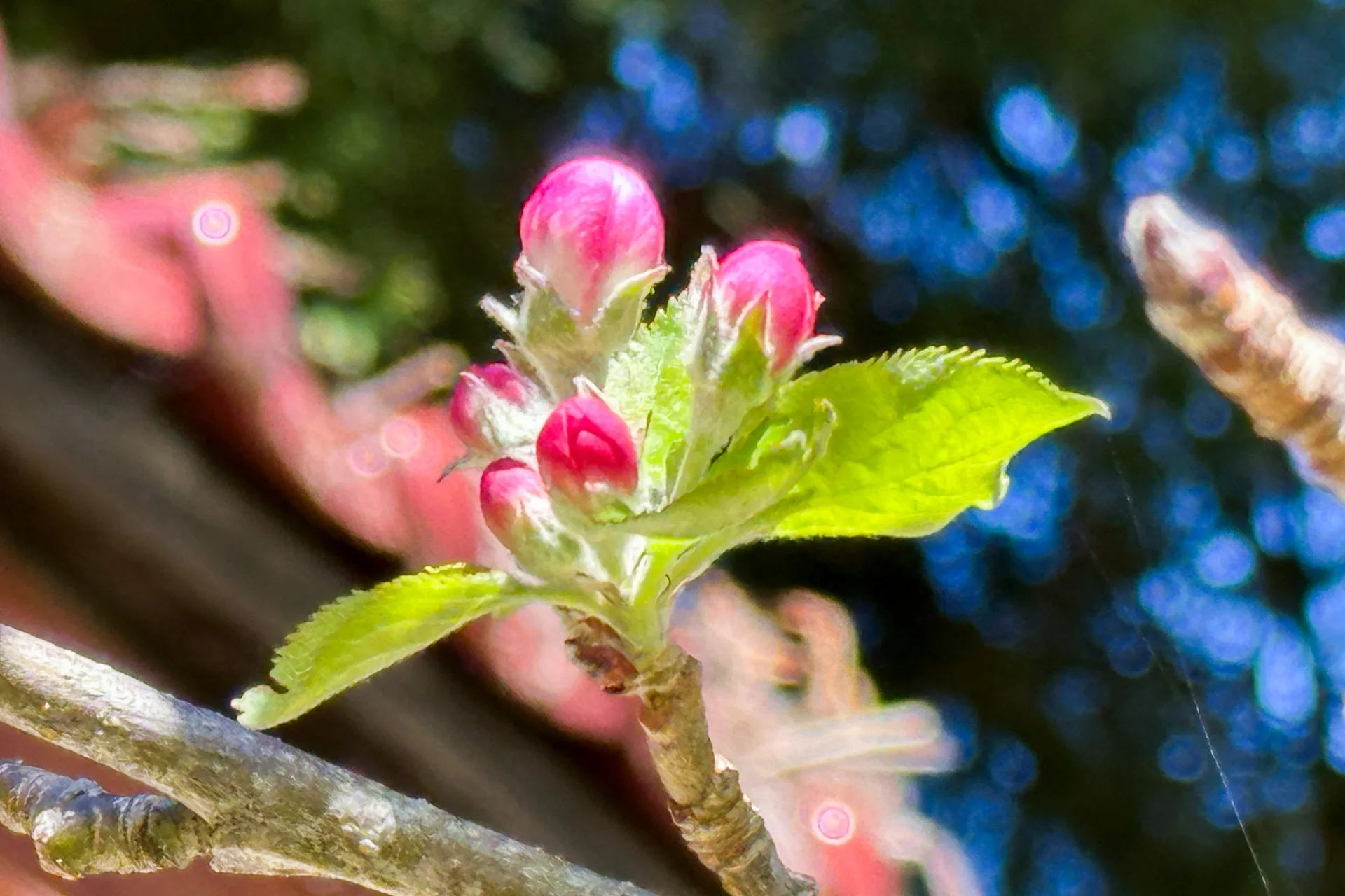 蘋果花。蕭秀琴攝