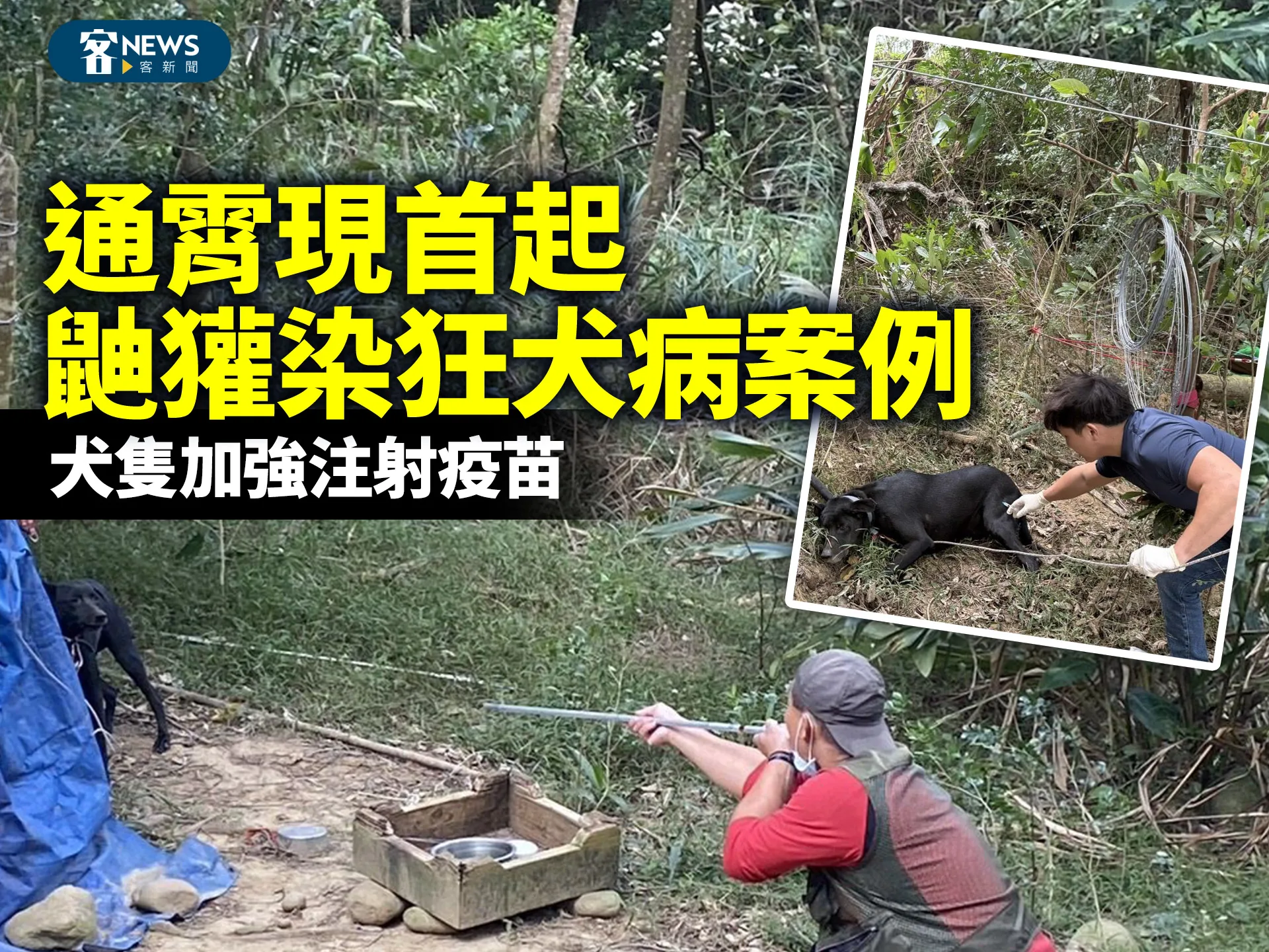 通霄現首起鼬獾染狂犬病案例　犬隻加強注射疫苗