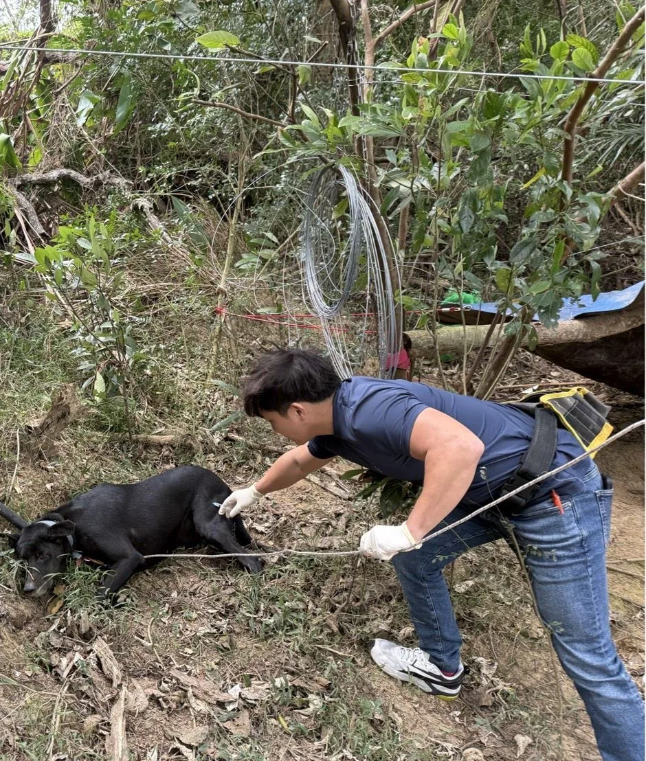 苗栗縣通霄鎮出現「首例」檢出「鼬獾」狂犬病陽性案例，接觸陽性鼬獾犬隻，由專人親送獸醫研究所。